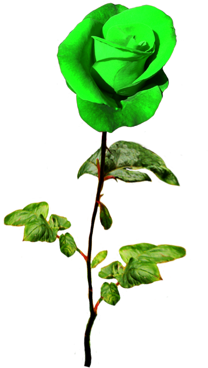 Patrick's Day Green Rose - Green Rose Png (591x766), Png Download