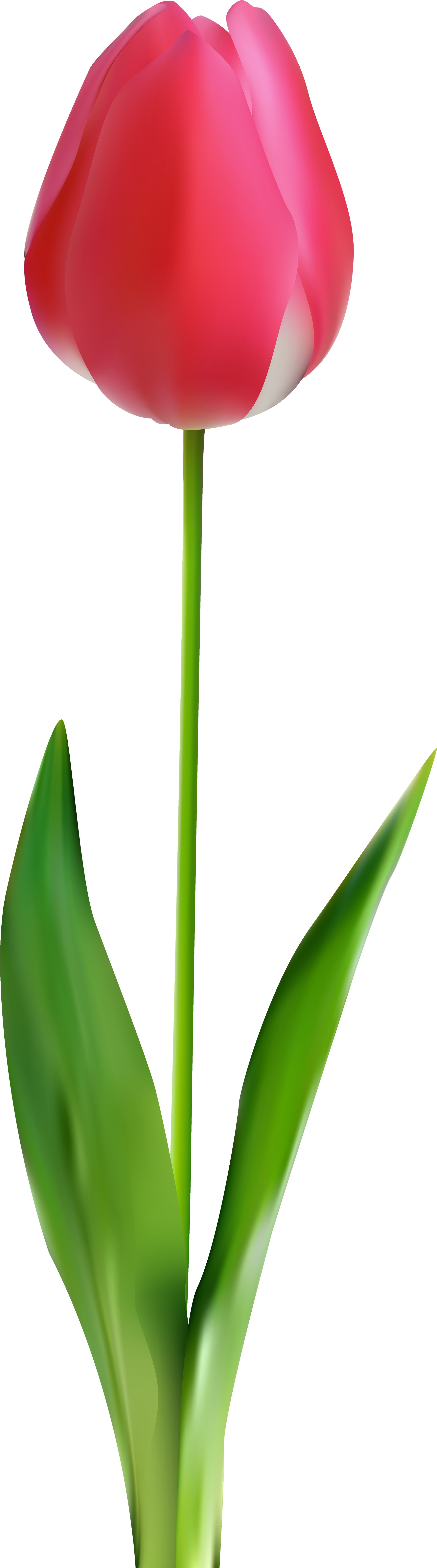 Tulip Png Clip Art (2543x8000), Png Download
