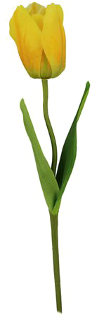 Yellow Tulip Png Image Background - Single Yellow Tulips Flowers (500x500), Png Download