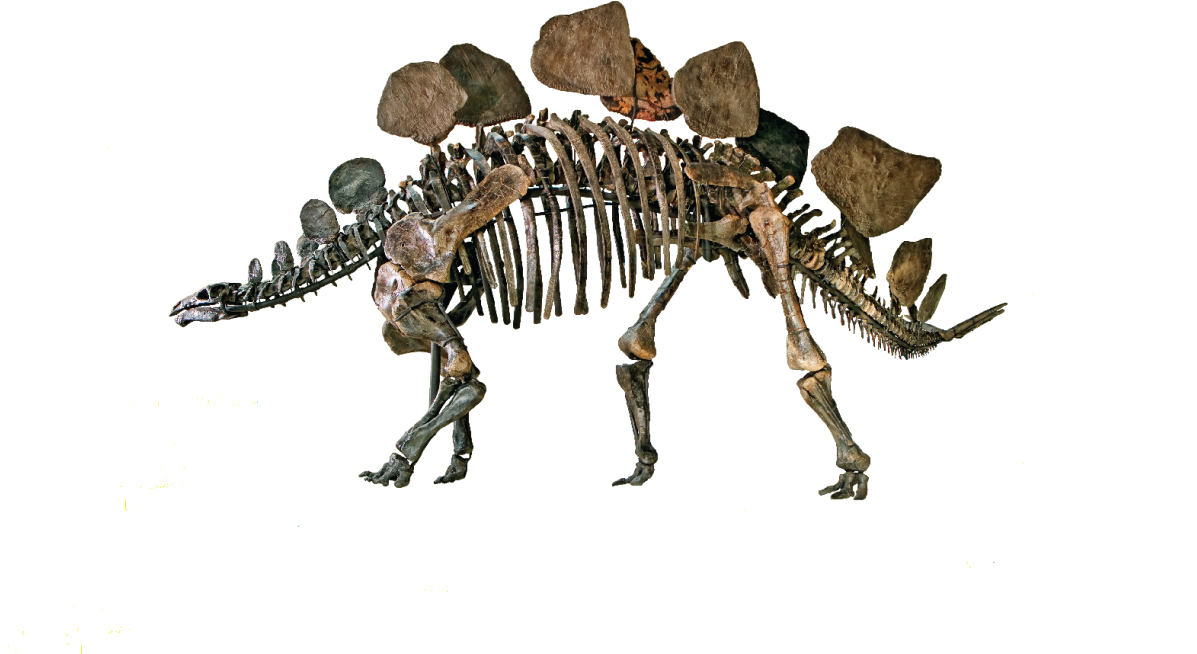 Natural History Museum Png (1200x800), Png Download