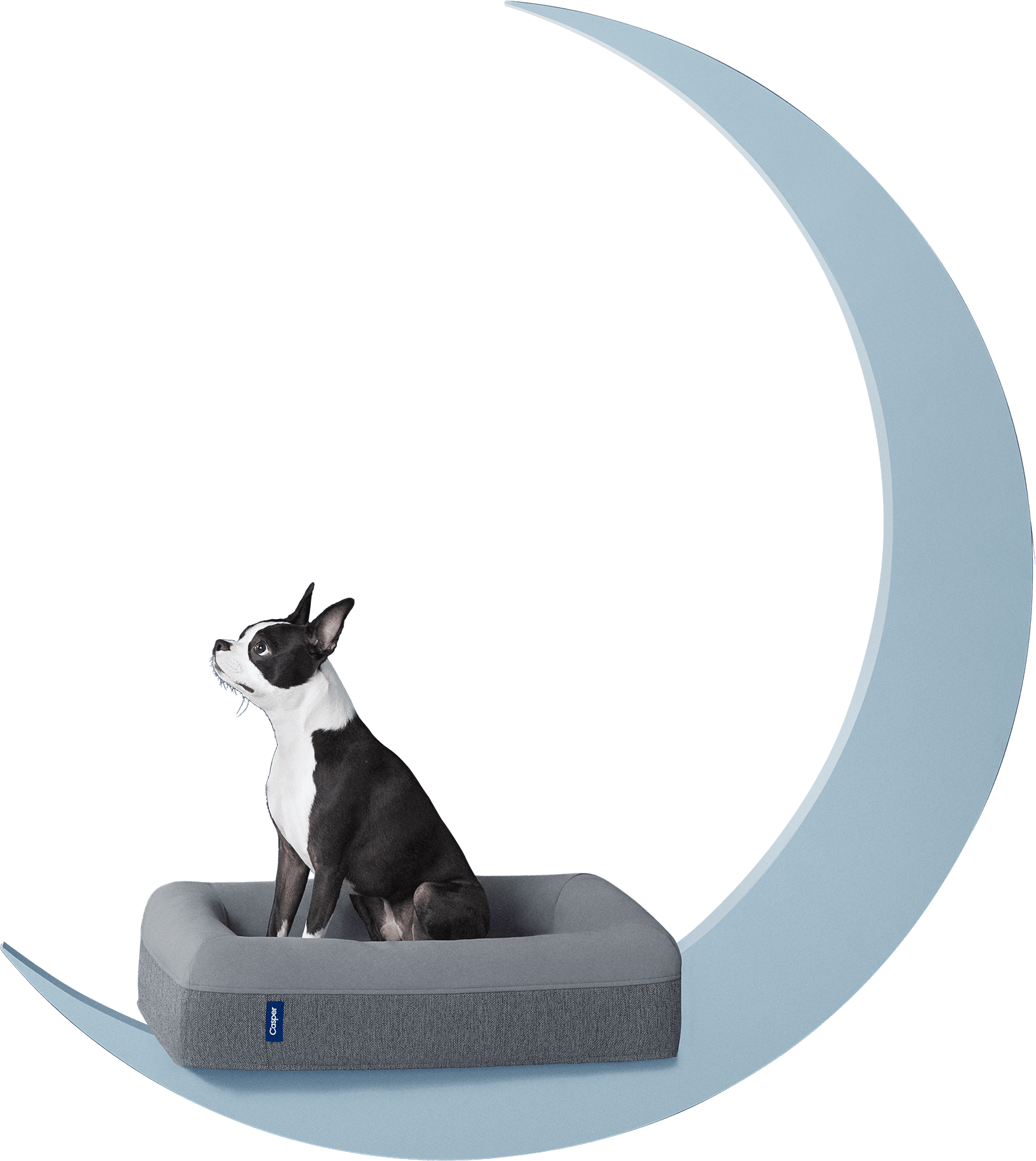 Free Photo Frame Transparent Dog Designs (1600x1793), Png Download