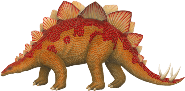 Stegosaurus Dinosaur Wall Decal Sticker - Large Dinosaur (600x600), Png Download