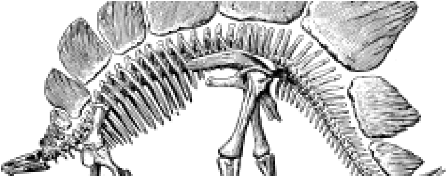 Stegosaurus-960x350 - Stegosaurus Skeleton (960x350), Png Download