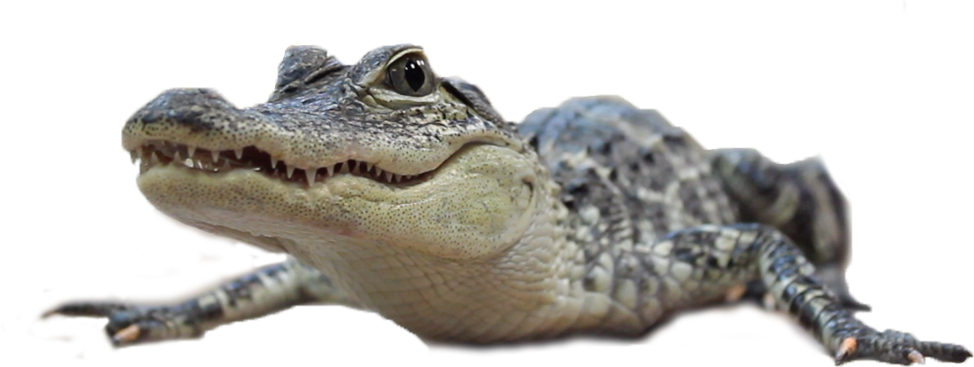 Our Memberships - American Crocodile (1224x477), Png Download