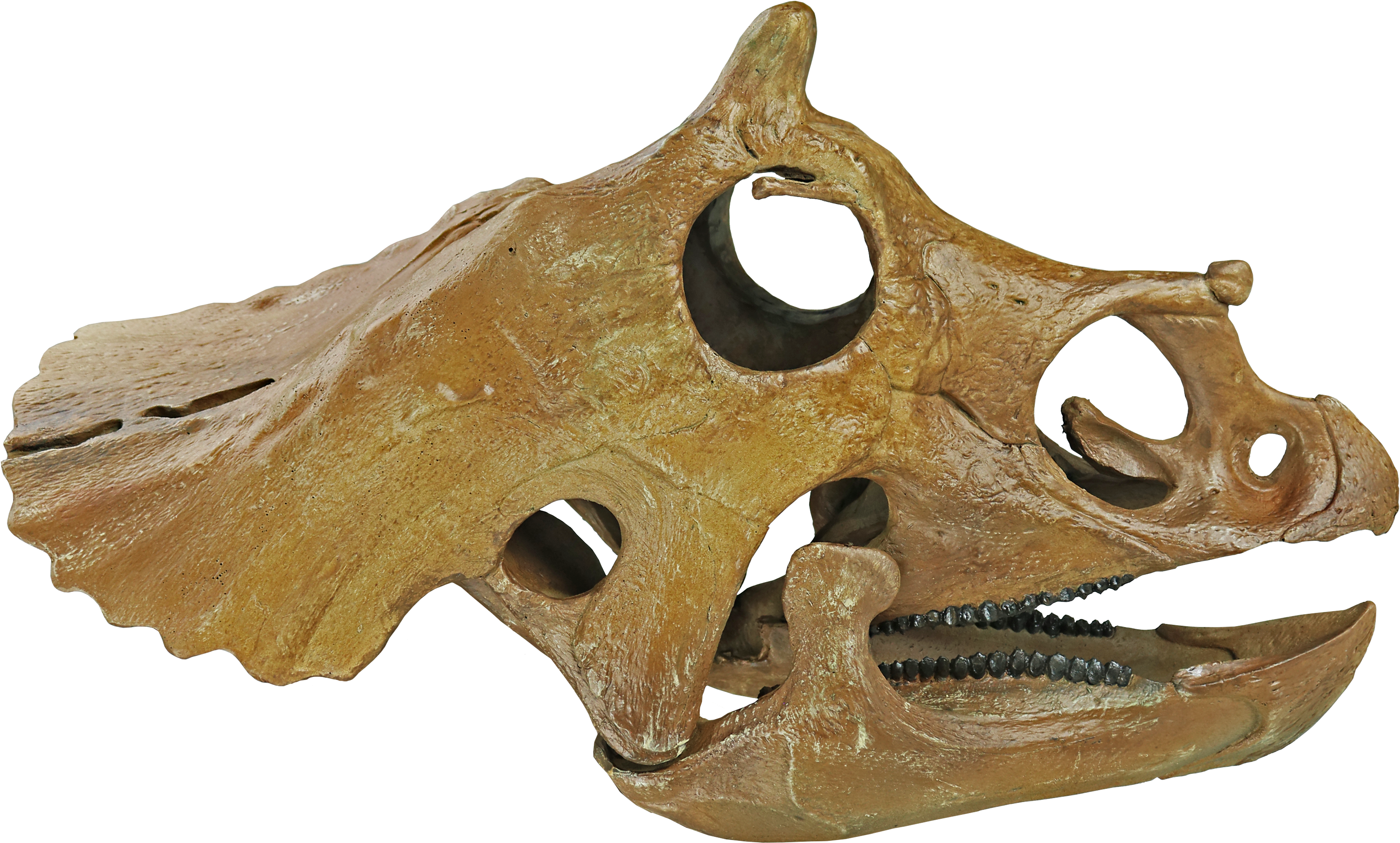 Triceratops Prorsus Juvenile - Triceratops (3207x2004), Png Download