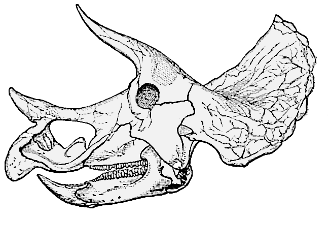 Triceratops Prorsus Old Skull004 - Dinosaur Skeleton Head Clipart (736x563), Png Download