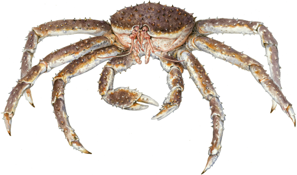 Download Dungeness Crab Clipart European Garden Spider - Monterey Bay Aquarium (900x530), Png Download