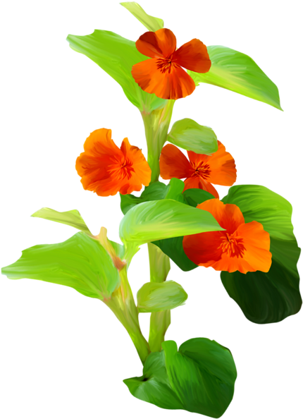 Flower (561x800), Png Download