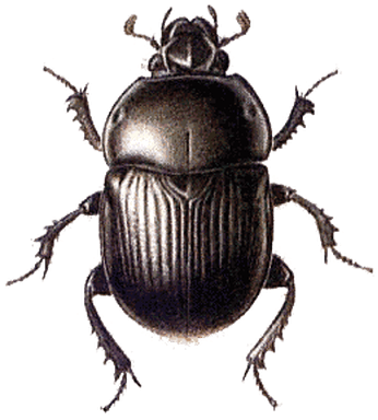 Beetle Black Large - Beetle Png (400x400), Png Download