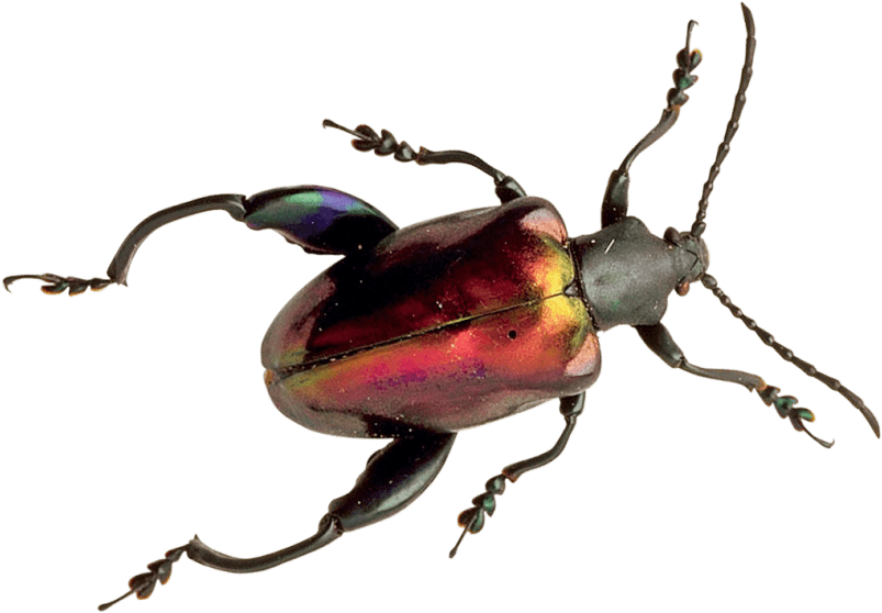 Download Free Png Beetle Png Images Transparent Beetle HD