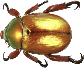 Beetle Gold Top - Christmas Beetle South Africa (391x351), Png Download