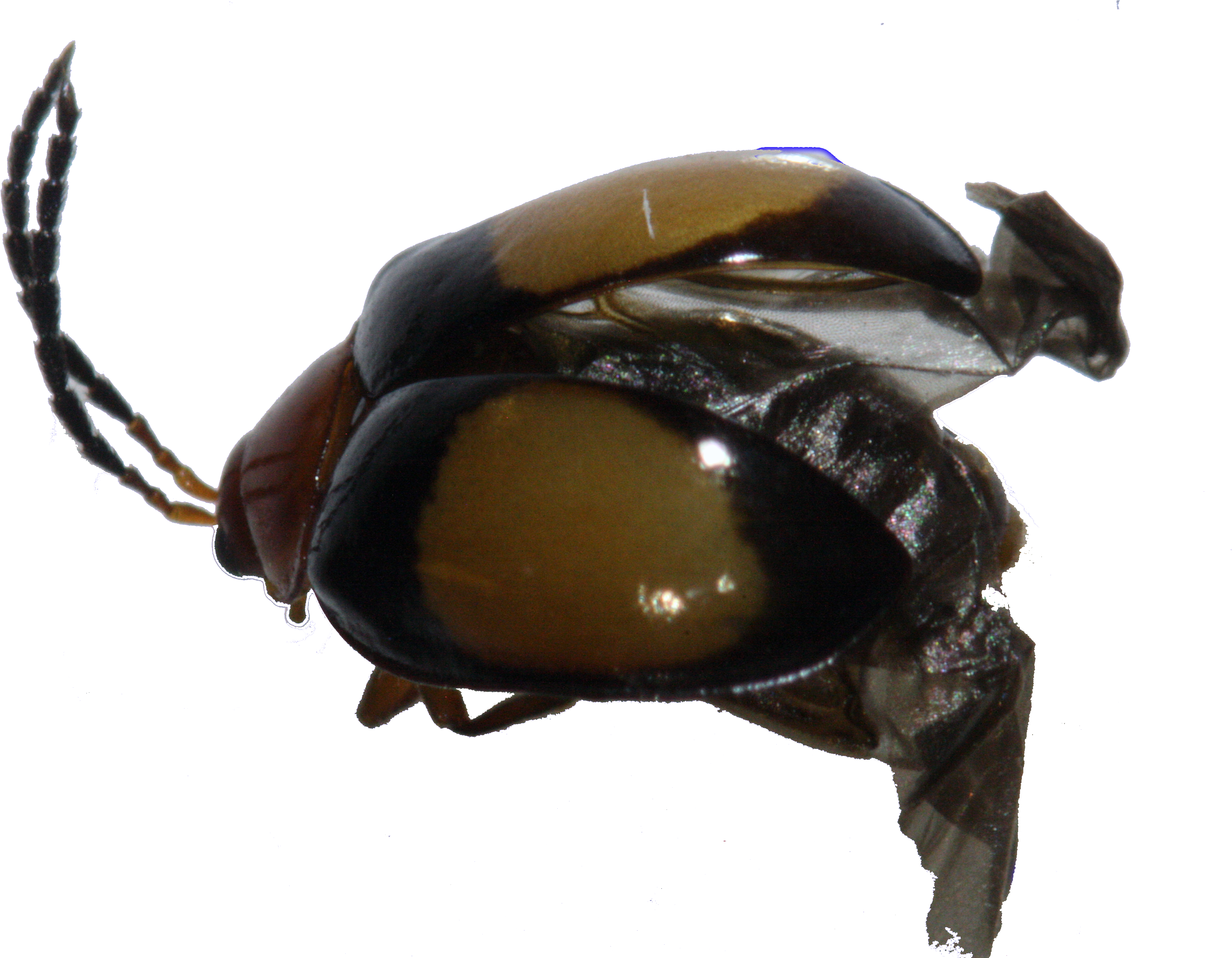 66 Mb - Japanese Rhinoceros Beetle (3888x2592), Png Download