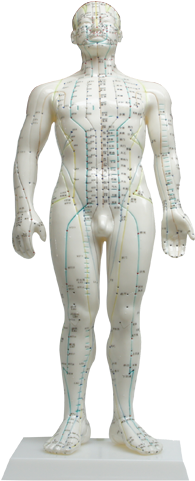 Health Model Human Body Acupuncture Point Doll - Acupuncture Human Body Model (640x480), Png Download