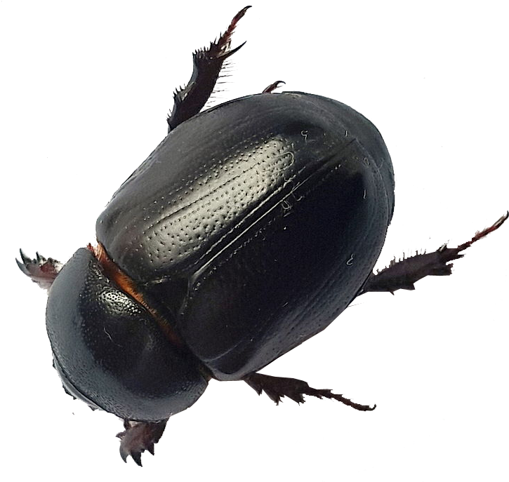 Beetle Transparent Black - Beetles Invade Beach Argentina (758x700), Png Download