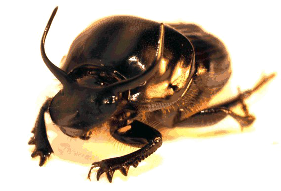 Beetle Png High-quality Image - Japanese Rhinoceros Beetle (800x564), Png Download