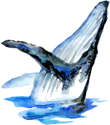 Blue Whale Global Media - Blue Whale (351x400), Png Download