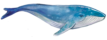 Pacific - Blue Whale (480x480), Png Download