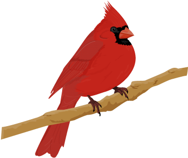Cardinal Bird - > - Illustrated Bird (600x520), Png Download