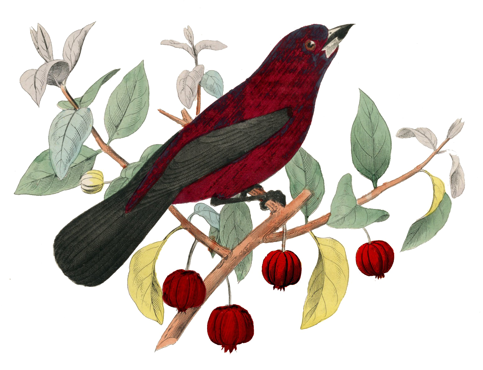 Fairy Bird Png Pic - Birds Vintage Png (1564x1207), Png Download