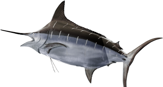 The Swordfish - Swordfish Png (657x329), Png Download