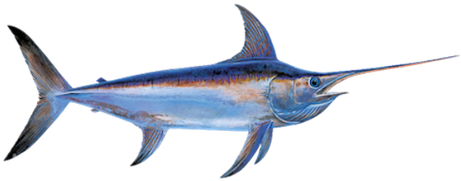 Fishing Miami Swordfish - Miami (700x320), Png Download
