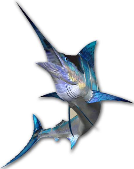 Swordfish - Ikan Marlin Png (459x579), Png Download