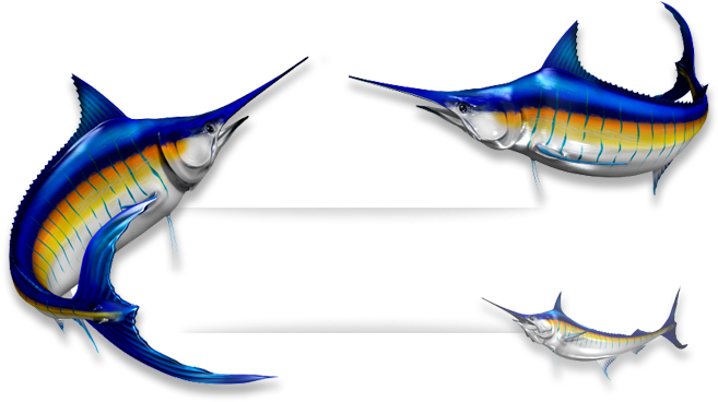 Marlin Fish - Recreational Vehicle (666x378), Png Download