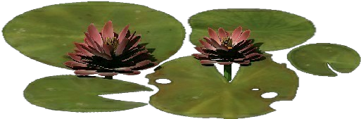 3d Flowers - Lotus Flower - Drawing (750x527), Png Download