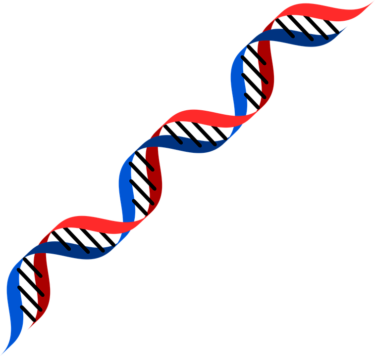 Dna Red And Blue (757x720), Png Download
