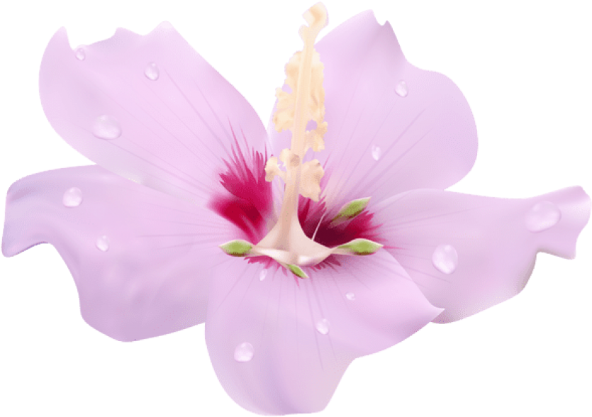 Pink Hibiscus Flower Transparent Clip Art Png Image - Flower (600x421), Png Download