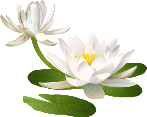 Purple - Water Lily Flower Png (500x399), Png Download