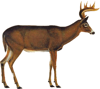 Whitetail Deer Vitals Png - White Tailed Deer Png (415x370), Png Download