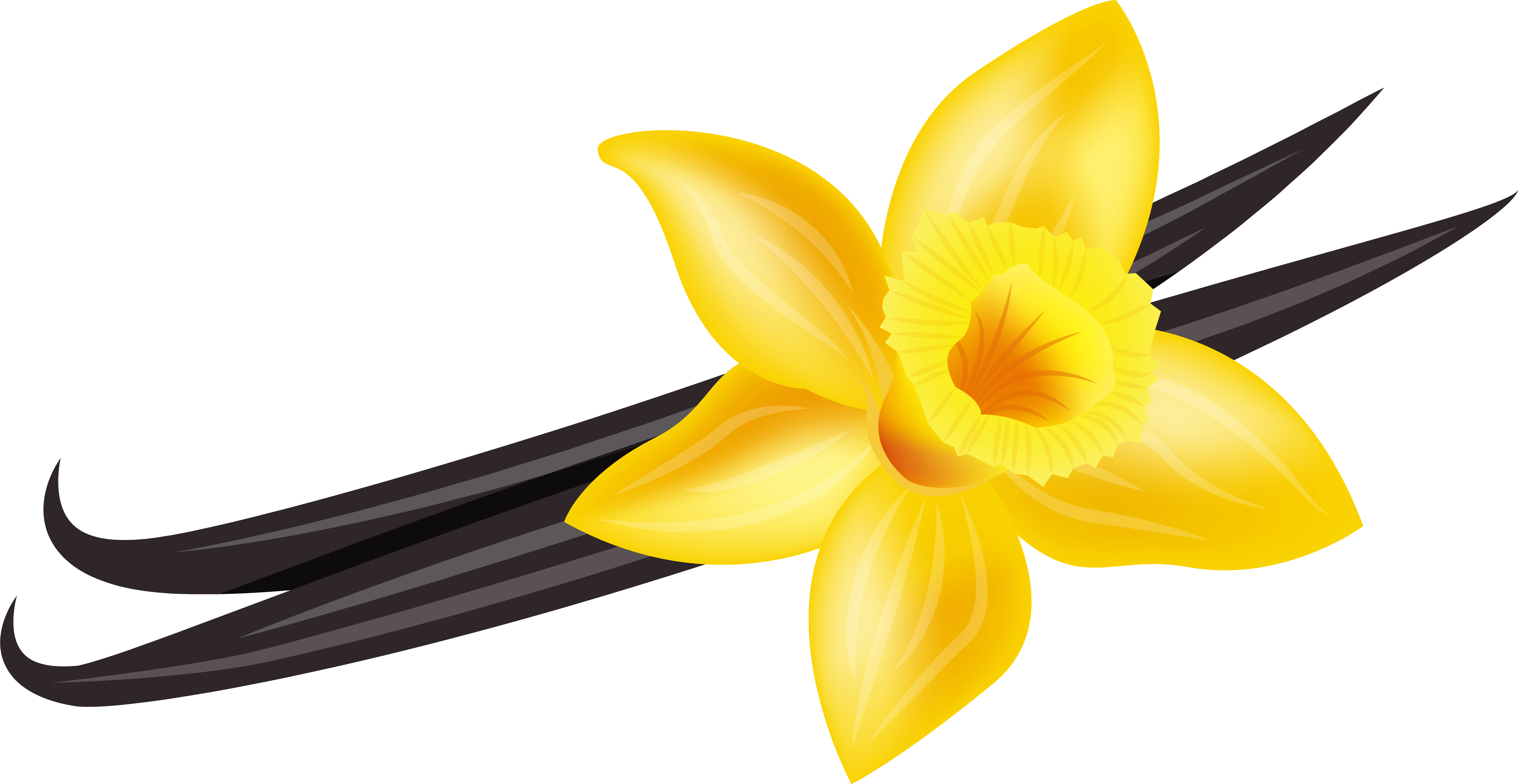 28 Collection Of Vanilla Flower Clipart - Vanilla (7195x3717), Png Download