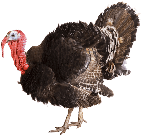 Educational Charts :: Domestic Animals (624x509), Png Download