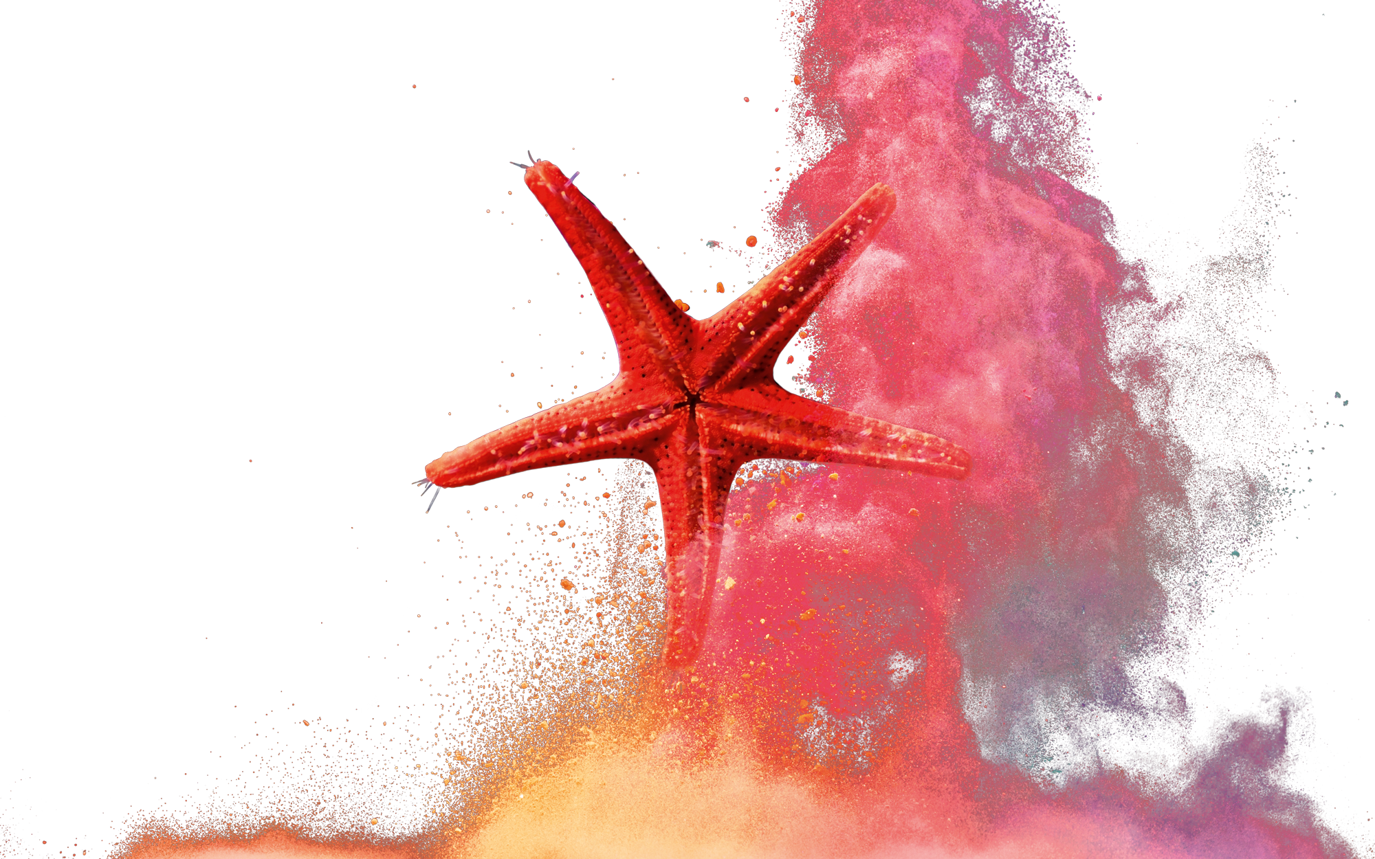 Works On Both Sides - Starfish (2000x1250), Png Download