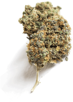 Free Cannabis Marijuana Arizona - Cannabis (300x433), Png Download