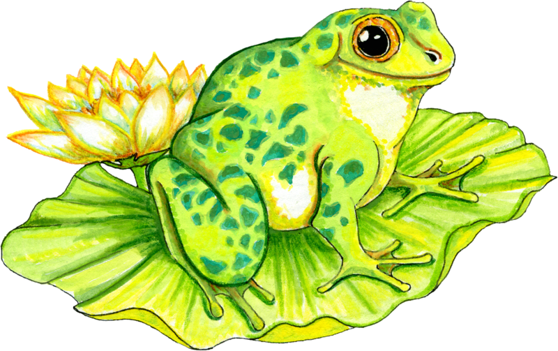 Frog Bathroom, Paint Shop, School Teacher, Free Graphics, - Frog On Lily Pad Drawing (640x403), Png Download
