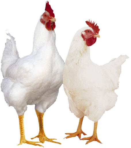 About Us - Broiler Chicken (491x561), Png Download