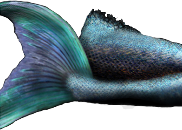 Transparent Mermaid Tail Png (640x480), Png Download