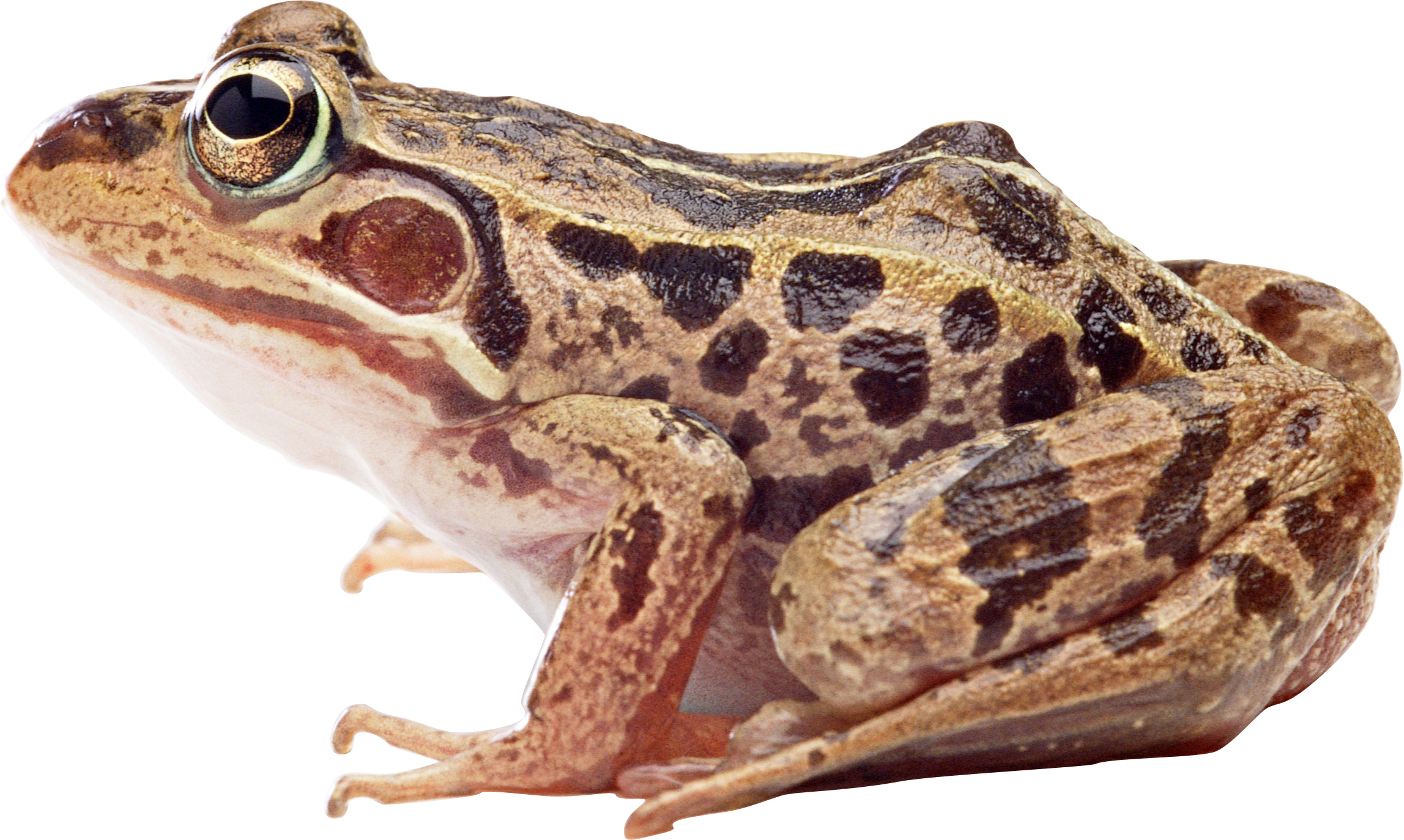 Frog Png (2295x1374), Png Download