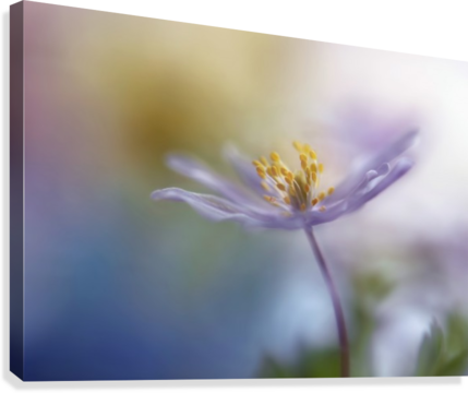 Springtime Watercolor Canvas Print - Framed Canvas Art - Springtime Watercolor By Heidi (429x360), Png Download