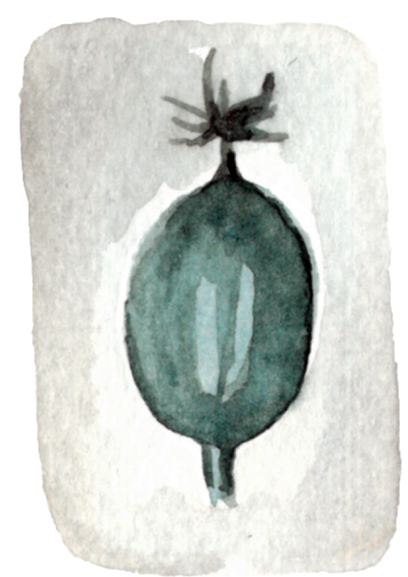 Berry - Big Bad Cat (888x1313), Png Download