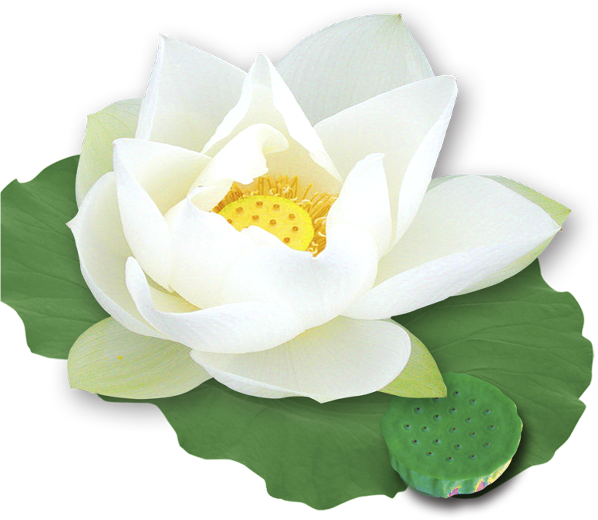 Download Hd Nelumbo Nucifera Template Transprent White Lotus Flower Png Transparent Png Image Nicepng Com