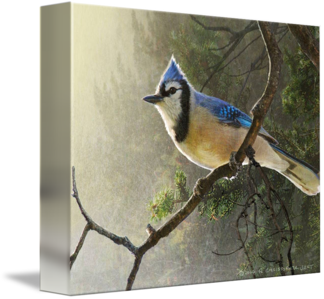 Bluejay Drawing Pen Png Download - Gallery-wrapped Canvas Art Print 10 X 8 Entitled Early (650x600), Png Download