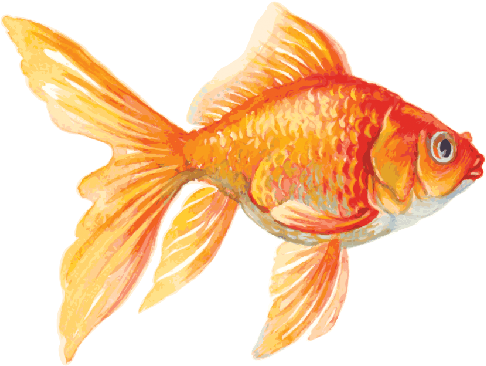 The Arts Image Pbs - Goldfish Clipart (515x399), Png Download