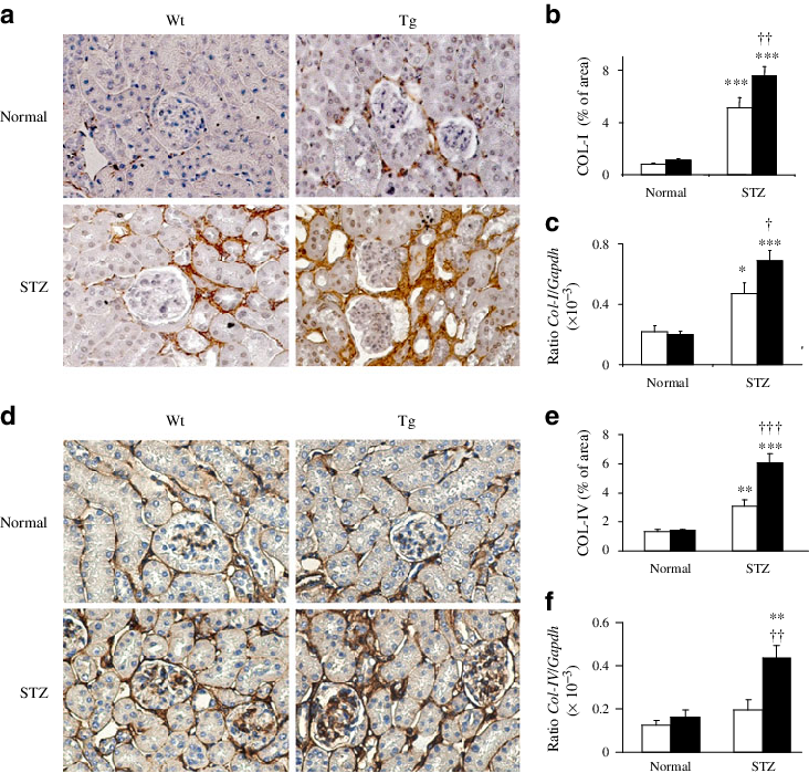 Tg Mice With Diabetes - Collagen, Type I, Alpha 1 (732x699), Png Download