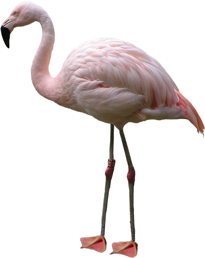 Best Free Flamingo Icon Clipart - Transparent Flamingo Png (1024x967), Png Download