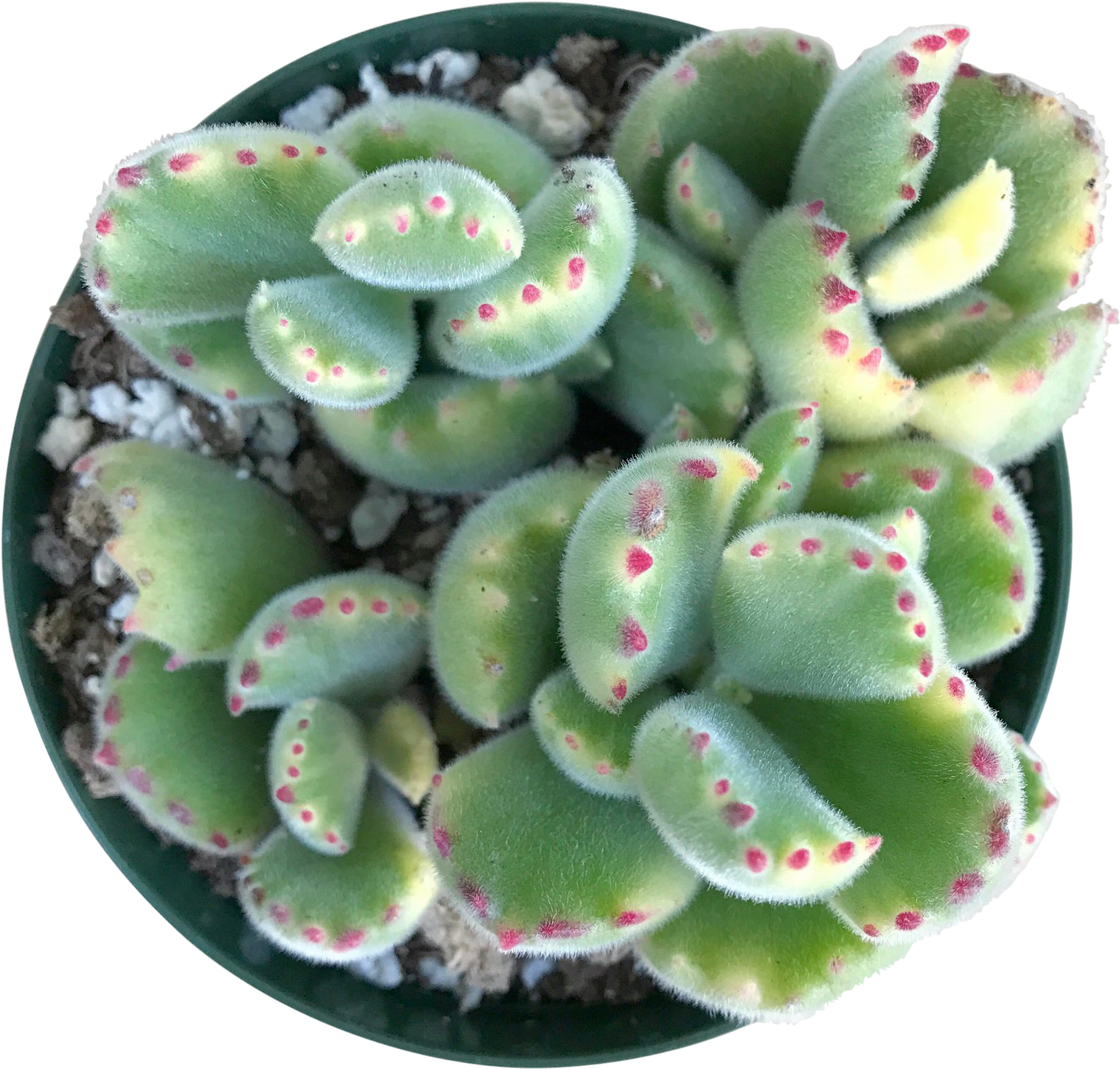 Variegated Bear Paw - Bear (1730x1730), Png Download
