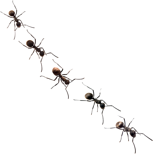 Ants - Membrane-winged Insect (803x803), Png Download