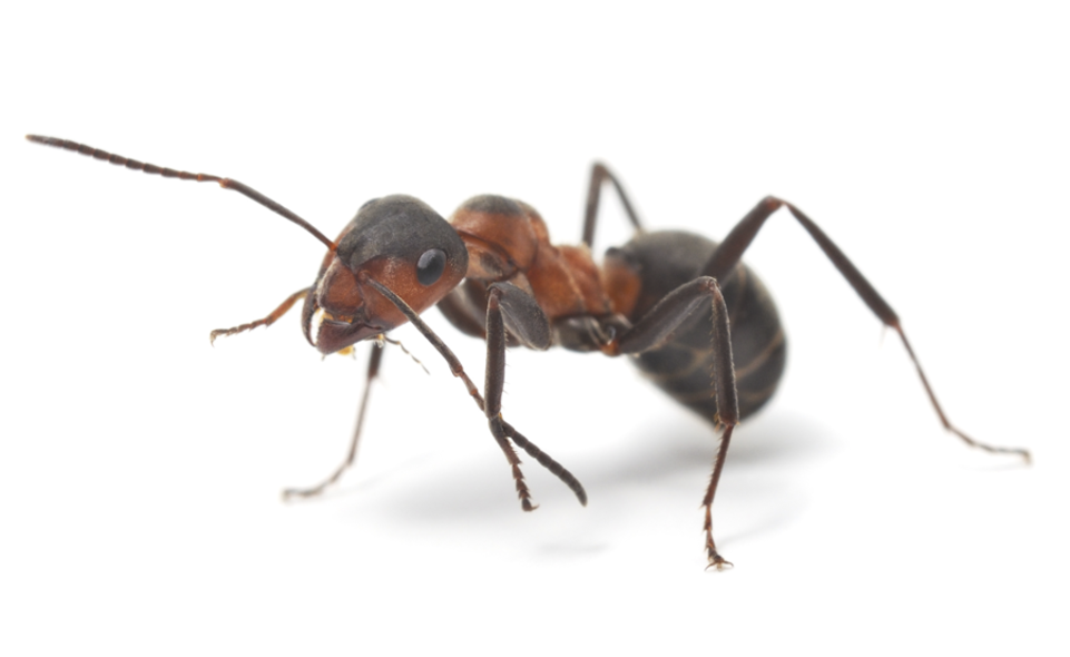 Ant Facts - Myror Sverige (960x960), Png Download